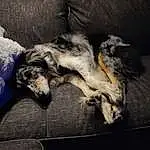 Dog, Couch, Carnivore, Comfort, Dog breed, Grey, Companion dog, Cloud, Tail, Working Animal, Terrestrial Animal, Picture Frame, Furry friends, Canidae, Room, Guard Dog, Living Room, Nap