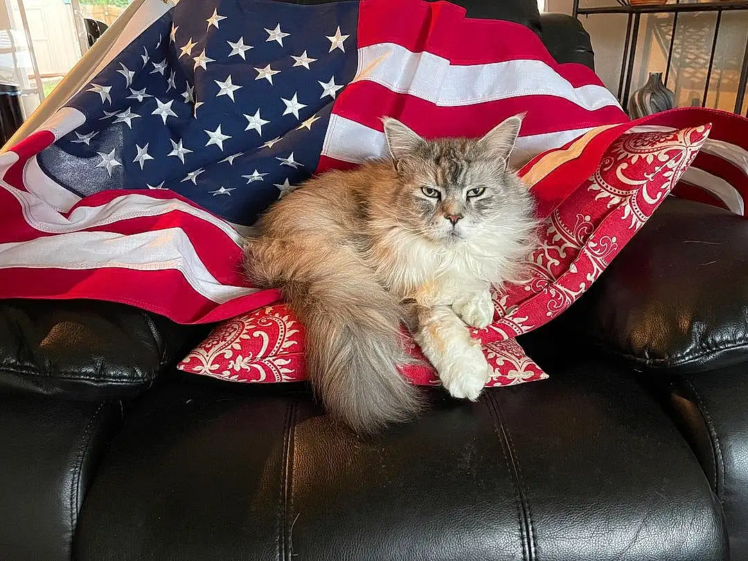 Cat, Carnivore, Felidae, Small To Medium-sized Cats, Whiskers, Flag Of The United States, Flag, Fawn, Comfort, Couch, Lap, Furry friends, Flag Day (usa), Box, Fashion Accessory, Domestic Short-haired Cat, Claw, Bag, Paw, Plant