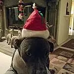 Party Hat, Dog, Carnivore, Costume Hat, Fawn, Companion dog, Working Animal, Hat, Cone, Dog breed, Fedora, Cap, Christmas, Holiday, Furry friends, Selfie, Fun, Event, Christmas Eve