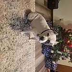 Dog, Christmas Tree, Christmas Ornament, Carnivore, Fawn, Christmas Decoration, Dog Supply, Ornament, Companion dog, Holiday Ornament, Pet Supply, Event, Holiday, Tree, Dog breed, Working Animal, Christmas, Toy, Furry friends