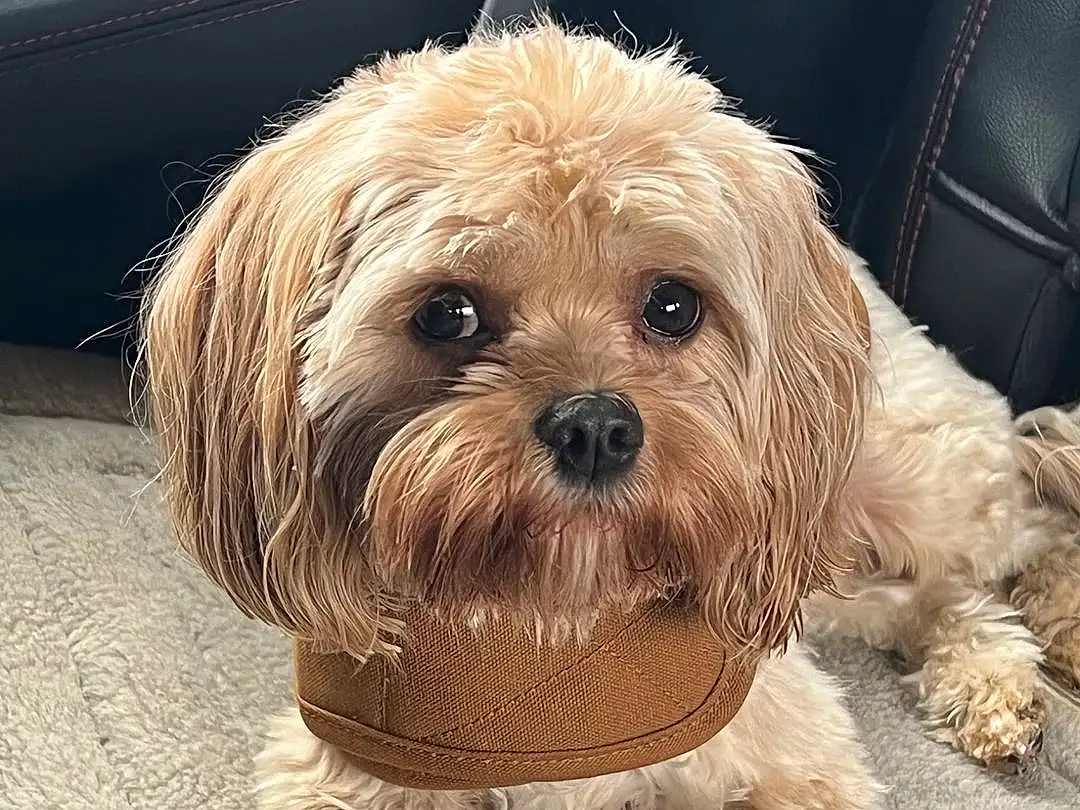 Dog, Dog breed, Carnivore, Toy, Dog Clothes, Companion dog, Fawn, Toy Dog, Snout, Liver, Small Terrier, Terrier, Furry friends, Canidae, Working Animal, Yorkshire Terrier, Dog Supply, Maltepoo, Yorkipoo
