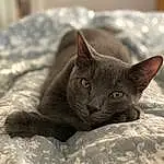 Cat, Russian blue, Carnivore, Felidae, Comfort, Grey, Small To Medium-sized Cats, Whiskers, Snout, Domestic Short-haired Cat, Furry friends
