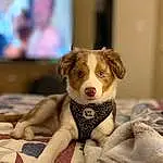 Dog, Dog breed, Carnivore, Comfort, Couch, Companion dog, Fawn, Snout, Working Animal, Whiskers, Canidae, Furry friends, Paw, Dog Supply, Linens, Ball, Puppy, Remote Control