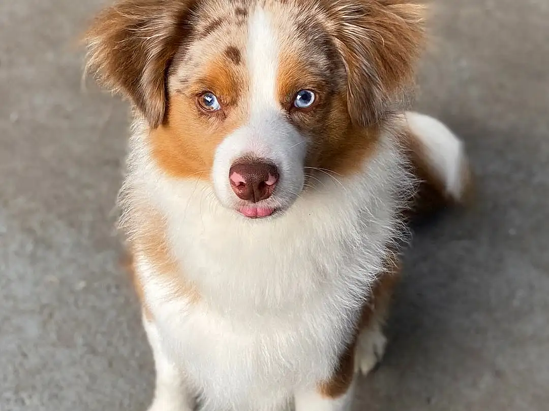 Dog, Carnivore, Dog breed, Fawn, Companion dog, Whiskers, Australian Collie, Snout, Terrestrial Animal, Australian Shepherd, Herding Dog, Canidae, Working Dog, Border Collie, Furry friends, Ancient Dog Breeds