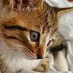 Cat, Felidae, Carnivore, Ear, Whiskers, Fawn, Small To Medium-sized Cats, Snout, Terrestrial Animal, Paw, Comfort, Domestic Short-haired Cat, Claw, Furry friends, Eyelash, Nap, Sleep, Macro Photography, Bed