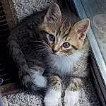 Cat, Felidae, Carnivore, Small To Medium-sized Cats, Fawn, Whiskers, Window, Tail, Snout, Paw, Domestic Short-haired Cat, Plant, Furry friends, Claw, Sitting, Terrestrial Animal, Parking