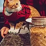 Cat, Felidae, Carnivore, Ingredient, Cat Food, Plant, Small To Medium-sized Cats, Drinkware, Whiskers, Wood, Cat Supply, Fawn, Pet Food, Food Storage Containers, Mason Jar, Food, Cuisine, Tail, Animal Feed, Drink