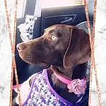 Brown, Dog, Carnivore, Dog Supply, Working Animal, Dog breed, Textile, Purple, Liver, Rectangle, Collar, Pet Supply, Fawn, Companion dog, Magenta, Snout, Pattern, Dog Collar, Linens