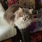 Cat, Eyes, Felidae, Carnivore, Small To Medium-sized Cats, Whiskers, Fawn, Comfort, Snout, Tail, Plant, Furry friends, Domestic Short-haired Cat, Couch, Cat Supply, Maine Coon, Chair, Claw, Terrestrial Animal, Lap