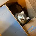 Brown, Cat, Shipping Box, Felidae, Carnivore, Small To Medium-sized Cats, Grey, Wood, Whiskers, Box, Carton, Packaging And Labeling, Cardboard, Domestic Short-haired Cat, Room, Paper Product, Packing Materials, Paper