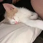 Cat, Eyes, Comfort, Felidae, Carnivore, Ear, Whiskers, Small To Medium-sized Cats, Fawn, Snout, Tail, Furry friends, Paw, Domestic Short-haired Cat, Claw, Nap, Nail, Sleep, Linens, Human Leg