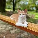 Cat, Eyes, Felidae, Carnivore, Wood, Tree, Grass, Small To Medium-sized Cats, Fawn, Whiskers, Tail, Snout, Terrestrial Animal, Domestic Short-haired Cat, Furry friends, Plant, Hardwood, Sitting, Trunk