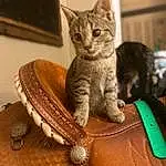 Glasses, Cat, Felidae, Carnivore, Sunglasses, Small To Medium-sized Cats, Collar, Fawn, Whiskers, Eyewear, Goggles, Picture Frame, Comfort, Luggage And Bags, Shoulder Bag, Cat Supply, Tail, Furry friends, Strap, Chair