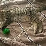 Cat, Felidae, Carnivore, Small To Medium-sized Cats, Grey, Whiskers, Terrestrial Animal, Tail, Snout, Domestic Short-haired Cat, Furry friends, Claw, Pattern, Art, Rope, Paw, Metal, Tartan, Rope (rhythmic Gymnastics)