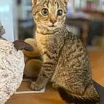 Cat, Felidae, Carnivore, Small To Medium-sized Cats, Whiskers, Snout, Terrestrial Animal, Tail, Domestic Short-haired Cat, Furry friends, Sitting, Claw, Paw
