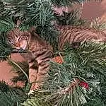 Christmas Tree, Plant, Cat, Christmas Ornament, Larch, Branch, Carnivore, Holiday Ornament, Evergreen, Christmas Decoration, Fawn, Woody Plant, Felidae, Tree, Twig, Grass, Terrestrial Plant, Whiskers, Holiday