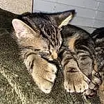 Eyes, Cat, Felidae, Carnivore, Small To Medium-sized Cats, Fawn, Whiskers, Terrestrial Animal, Snout, Tail, Comfort, Furry friends, Domestic Short-haired Cat, Paw, Claw, Foot, Sleep, Nap, Grass