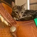 Cat, Carnivore, Fawn, Wood, Felidae, Bag, Whiskers, Musical Instrument, Small To Medium-sized Cats, Close-up, Metal, Goggles, Fashion Accessory, Domestic Short-haired Cat, Leather, Furry friends, Peach, Terrestrial Animal, Macro Photography, Helmet