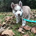 Dog, Plant, Dog breed, Carnivore, Jaw, Grass, Companion dog, Fawn, Whiskers, Terrestrial Animal, Snout, Groundcover, Tail, Working Animal, Canidae, Soil, Furry friends, Siberian Husky, Non-sporting Group