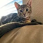 Cat, Felidae, Carnivore, Small To Medium-sized Cats, Whiskers, Grey, Fawn, Terrestrial Animal, Comfort, Snout, Window, Domestic Short-haired Cat, Tree, Furry friends, Paw, Claw, Sand, Linens, Tail