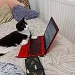 Computer, Personal Computer, Comfort, Laptop, Cat, Textile, Carnivore, Felidae, Netbook, Small To Medium-sized Cats, Lap, Whiskers, Linens, Gadget, Office Equipment, Companion dog, Touchpad, Room, Bedding