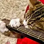 Musical Instrument, Cat, Guitar Accessory, Comfort, String Instrument, Carnivore, String Instrument Accessory, Musical Instrument Accessory, Wood, Felidae, Whiskers, Folk Instrument, Plucked String Instruments, Guitar, Small To Medium-sized Cats, Close-up, Furry friends, Metal, Music