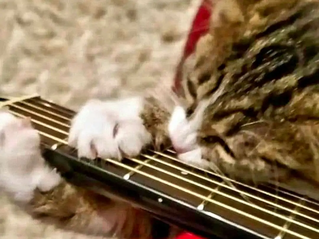 Musical Instrument, Cat, Guitar Accessory, Comfort, String Instrument, Carnivore, String Instrument Accessory, Musical Instrument Accessory, Wood, Felidae, Whiskers, Folk Instrument, Plucked String Instruments, Guitar, Small To Medium-sized Cats, Close-up, Furry friends, Metal, Music