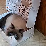 Cat, Felidae, Small To Medium-sized Cats, Carnivore, Siamese, Whiskers, Fawn, Rectangle, Linens, Domestic Short-haired Cat, Paper Product, Furry friends, Paper, Hardwood, Publication, Comfort, Photo Caption, Drinkware, Thai
