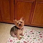 Dog, Dog Supply, Dog breed, Pet Supply, Carnivore, Working Animal, Wood, Fawn, Toy Dog, Companion dog, Snout, Liver, Door, Cabinetry, Hardwood, Small Terrier, Terrier, Yorkshire Terrier