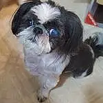 Dog, Eyes, Carnivore, Shih Tzu, Dog breed, Tableware, Liver, Fawn, Companion dog, Toy Dog, Snout, Wood, Terrestrial Animal, Hardwood, Furry friends, Whiskers, Canidae, Tile Flooring