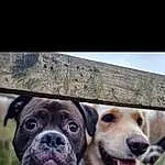 Dog, Dog breed, Carnivore, Fawn, Companion dog, Whiskers, Window, Snout, Wrinkle, Collar, Metal, Happy, Working Animal, Furry friends, Selfie, Canidae, Photo Caption