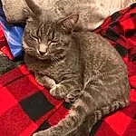 Cat, Felidae, Comfort, Textile, Gesture, Carnivore, Tartan, Grey, Small To Medium-sized Cats, Whiskers, Red, Plaid, Pattern, Snout, Human Leg, Furry friends, Domestic Short-haired Cat, Claw, Tail, Carmine