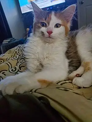Name Ragdoll Cat Gemini