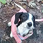 Dog, Carnivore, Collar, Dog Supply, Dog breed, Companion dog, Fawn, Dog Collar, Grass, Snout, Leash, Plant, Dog Clothes, Hat, Soil, Carmine, Whiskers, Working Animal, Adventure