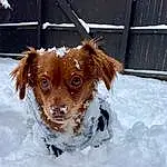 Snow, Dog, Liver, Toy, Carnivore, Dog breed, Whiskers, Working Animal, Pet Supply, Fawn, Companion dog, Winter, Dog Supply, Dog Collar, Freezing, Collar, Smile, Spaniel, Bathing, Furry friends