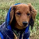 Dog, Plant, Carnivore, Dog breed, Liver, Grass, Fawn, Companion dog, Dog Supply, Snout, Working Animal, Gun Dog, Electric Blue, Canidae, Wood, Soil, Hat, Pet Supply, Hound