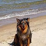 Water, Dog, Dog breed, Carnivore, Beach, Body Of Water, Terrestrial Animal, Snout, Wind Wave, Companion dog, Sand, Herding Dog, Canidae, Furry friends, Ocean, Coast, Wave, Working Dog