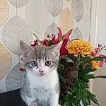 Cat, Flower, Plant, Felidae, Carnivore, Small To Medium-sized Cats, Whiskers, Fawn, Flowerpot, Tail, Snout, Petal, Paw, Domestic Short-haired Cat, Furry friends, Flower Arranging, Artificial Flower, Comfort, Houseplant, Photo Caption