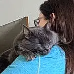 Cat, Felidae, Carnivore, Comfort, Ear, Gesture, Small To Medium-sized Cats, Whiskers, Snout, Electric Blue, Furry friends, Domestic Short-haired Cat, Sitting, Couch, Claw, Lap, Eyewear, Black cats, Nap