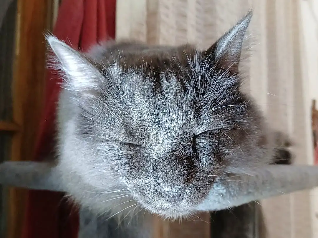 Cat, Felidae, Carnivore, Grey, Small To Medium-sized Cats, Russian blue, Whiskers, Snout, Tail, Window, Domestic Short-haired Cat, Furry friends, Terrestrial Animal, Claw
