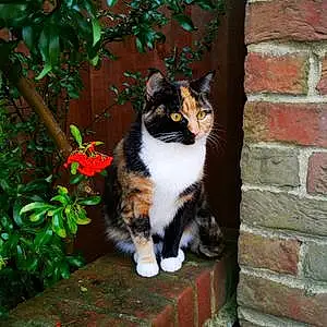 British Shorthair Cat Kizzy