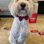 Dog, Dog Supply, Carnivore, Dog Clothes, Collar, Dog breed, Companion dog, Dog Collar, Toy Dog, Pet Supply, Water Dog, Snout, Small Terrier, Terrier, Furry friends, Working Animal, Labradoodle, Puppy love, Leash, Poodle Crossbreed