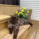Plant, Flower, Cat, Wood, Grey, Felidae, Carnivore, Flowerpot, Hardwood, Wood Stain, Grass, Whiskers, Small To Medium-sized Cats, Groundcover, Tail, Annual Plant, British Longhair, Plank