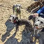 Dog, Dog breed, Carnivore, Beach, Sand, Collar, Leash, Dog Collar, Working Animal, Soil, Adventure, Recreation, Pointing Breed, Canidae, Working Dog, Guard Dog, Dog Supply, Hunting Dog, Non-sporting Group