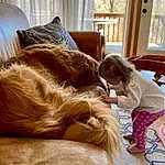 Dog, Furniture, Comfort, Window, Dog breed, Carnivore, Liver, Couch, Wood, Working Animal, Companion dog, Fawn, Hardwood, Long Hair, Human Leg, Whiskers, Living Room