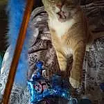 Cat, Blue, Felidae, Carnivore, Small To Medium-sized Cats, Fawn, Whiskers, Snout, Electric Blue, Tail, Domestic Short-haired Cat, Furry friends, Paw, Door, Claw, Toy, Terrestrial Animal, Photo Caption