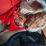 Dog, Seat Belt, Dog breed, Comfort, Carnivore, Finger, Companion dog, Fawn, Whiskers, Felidae, Snout, Small To Medium-sized Cats, Lap, Automotive Lighting, Vehicle Door, Human Leg, Automotive Exterior, Windshield