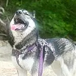 Dog, Carnivore, Dog breed, Collar, Pet Supply, Working Animal, Fawn, Dog Collar, Companion dog, Snout, Terrestrial Animal, Plant, Leash, Whiskers, Grass, Working Dog, Sled Dog, Dog Supply, Non-sporting Group