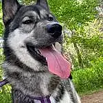 Dog, Eyes, Dog breed, Carnivore, Plant, Sled Dog, Wolf, Grass, Terrestrial Animal, Snout, Working Animal, Canis, Furry friends, Canidae, Working Dog, Tree, Ancient Dog Breeds, Non-sporting Group