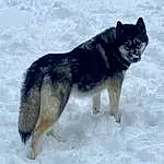 Dog, Snow, Dog breed, Carnivore, Wolf, Snout, Winter, Canis, Canidae, Canis Lupus Tundrarum, Terrestrial Animal, Sled Dog, Furry friends, Siberian Husky, Working Animal, Tail, Working Dog, Art